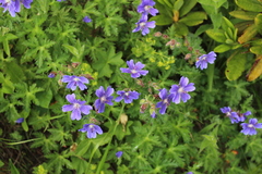 Geranium gymnocaulon