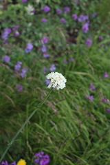 Valeriana cardamines