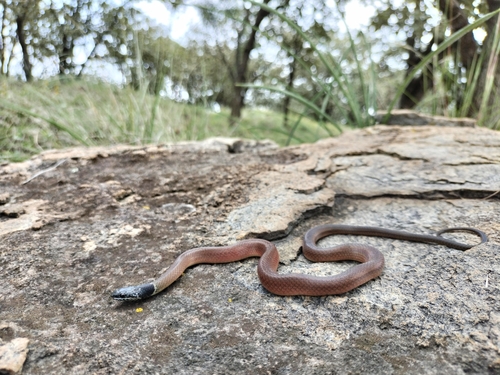 Photo of a Stripeless Snake (Coniophanes lateritius)