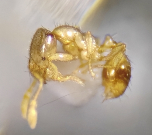 Solenopsis maboyaSolenopsis maboya
