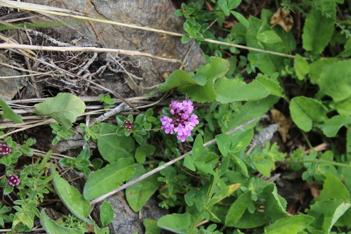 Thymus nummularius, photograph 5