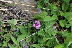 Thymus nummularius