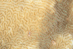 Leptoria phrygia