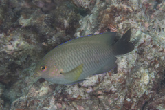 Pomacentrus spilotoceps