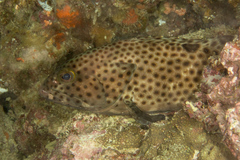 Epinephelus
