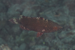 Cheilinus oxycephalus