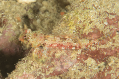 Synchiropus morrisoni