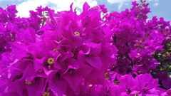 Bougainvillea