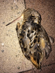 Scolopax minor