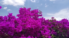 Bougainvillea