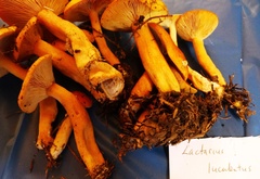 Lactarius luculentus