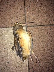Scolopax minor