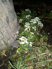Lobularia maritima