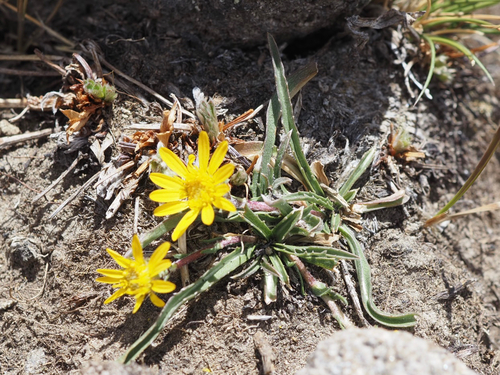 alpine flames (Pyrrocoma apargioides)
