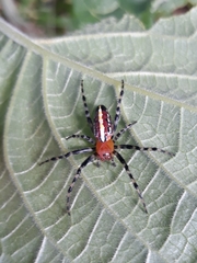 Alpaida grayi