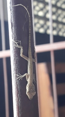 Anolis aeneus