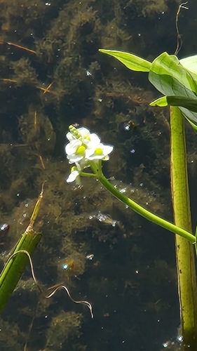 sanford's arrowhead (Sagittaria sanfordii)