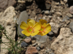Linum berlandieri filifolium