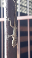 Anolis aeneus