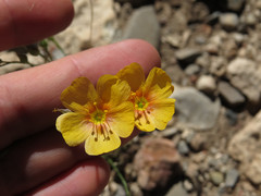 Linum berlandieri filifolium