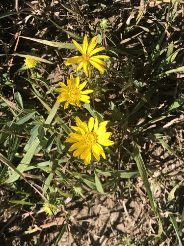 Hairy False Goldenaster