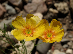 Linum berlandieri filifolium