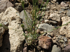 Linum berlandieri filifolium