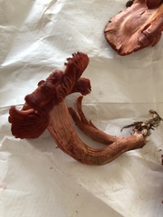 Cortinarius marylandensis