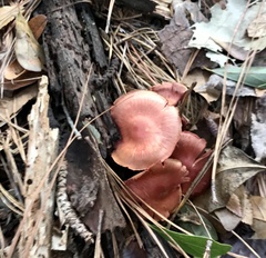 Cortinarius marylandensis