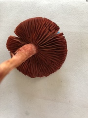 Cortinarius marylandensis
