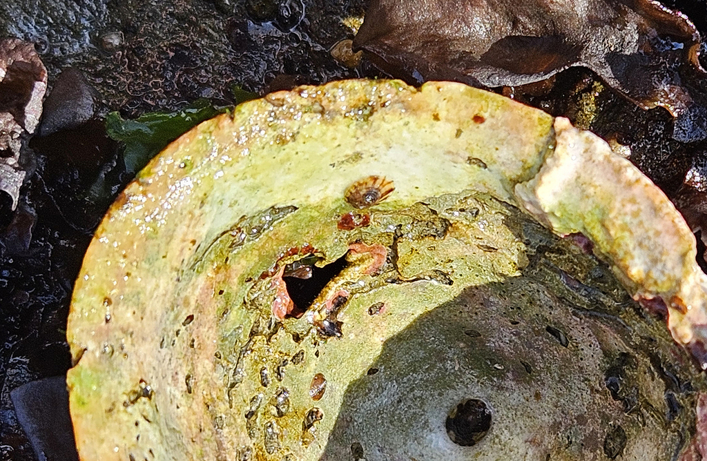 Pacific rosy limpet