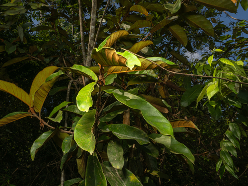 Ficus consociata