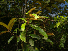 Ficus consociata
