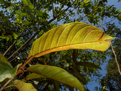 Ficus consociata, photograph (c) Samuel Lee, some rights reserved (CC BY)