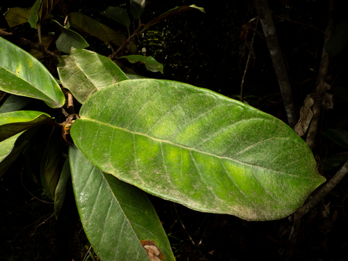 Ficus consociata, photograph 2