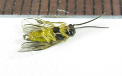 Pristiphora pallidiventris