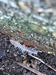 Pseudopolydesmus pinetorum