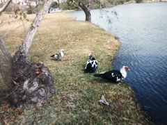 Cairina moschata domestica