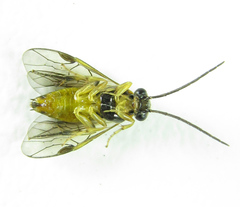 Pristiphora pallidiventris