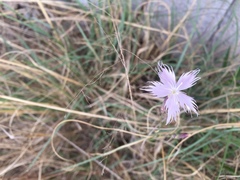 Dianthus mooiensis