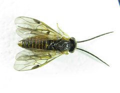 Pristiphora pallidiventris