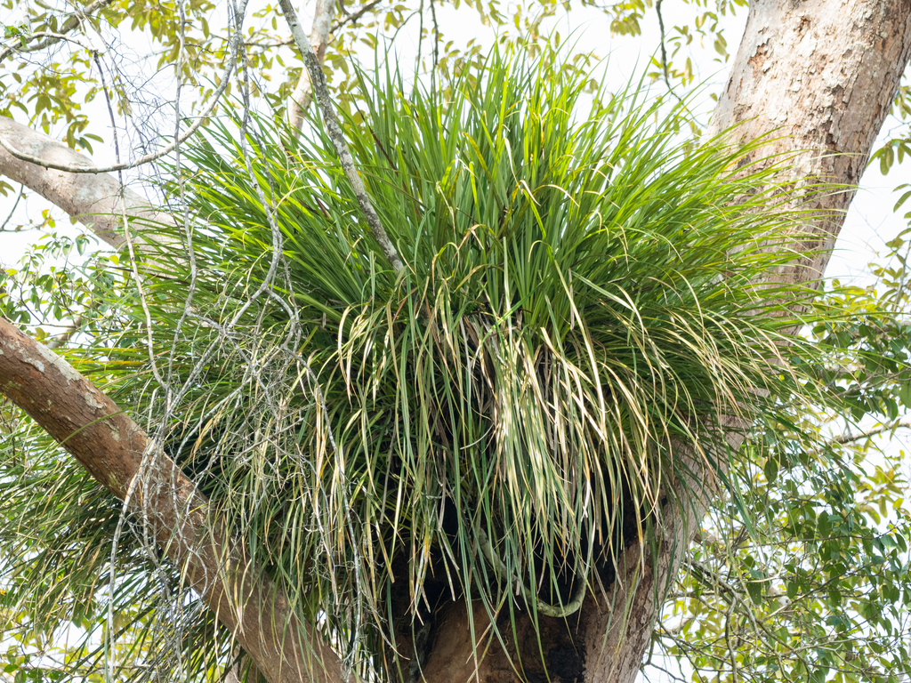 Benstonea epiphytica