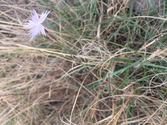 Dianthus mooiensis