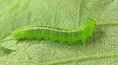 Pristiphora pallidiventris