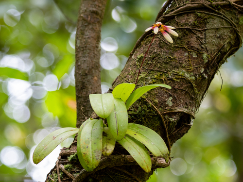 Bulbophyllum lepidum, photograph 2