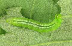 Pristiphora pallidiventris