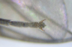 Pristiphora pallidiventris