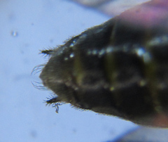 Pristiphora pallidiventris