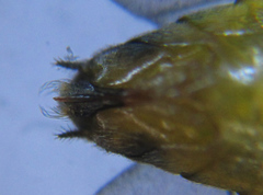 Pristiphora pallidiventris