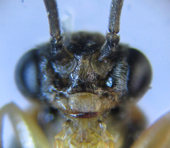 Pristiphora pallidiventris